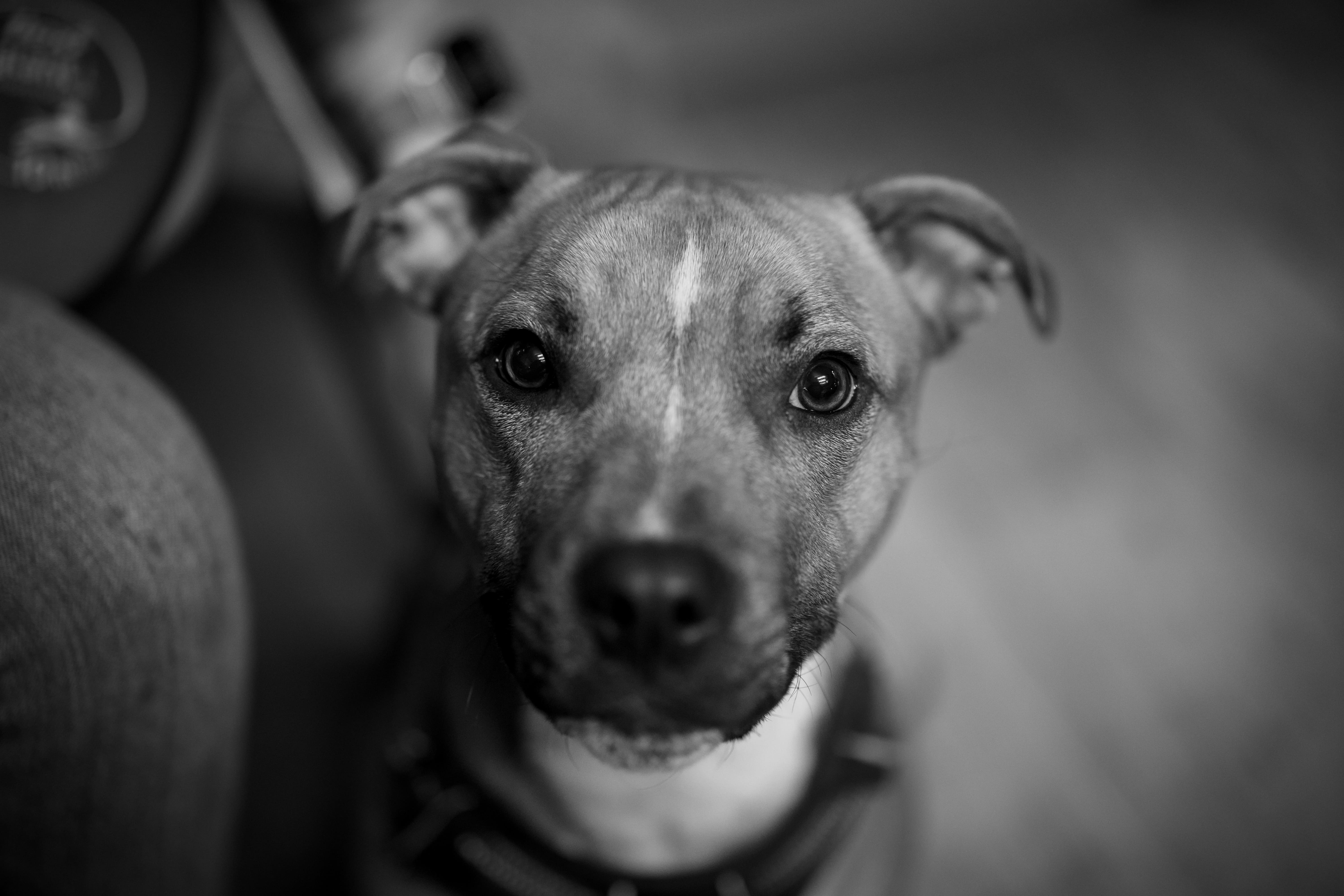 Dog Photography