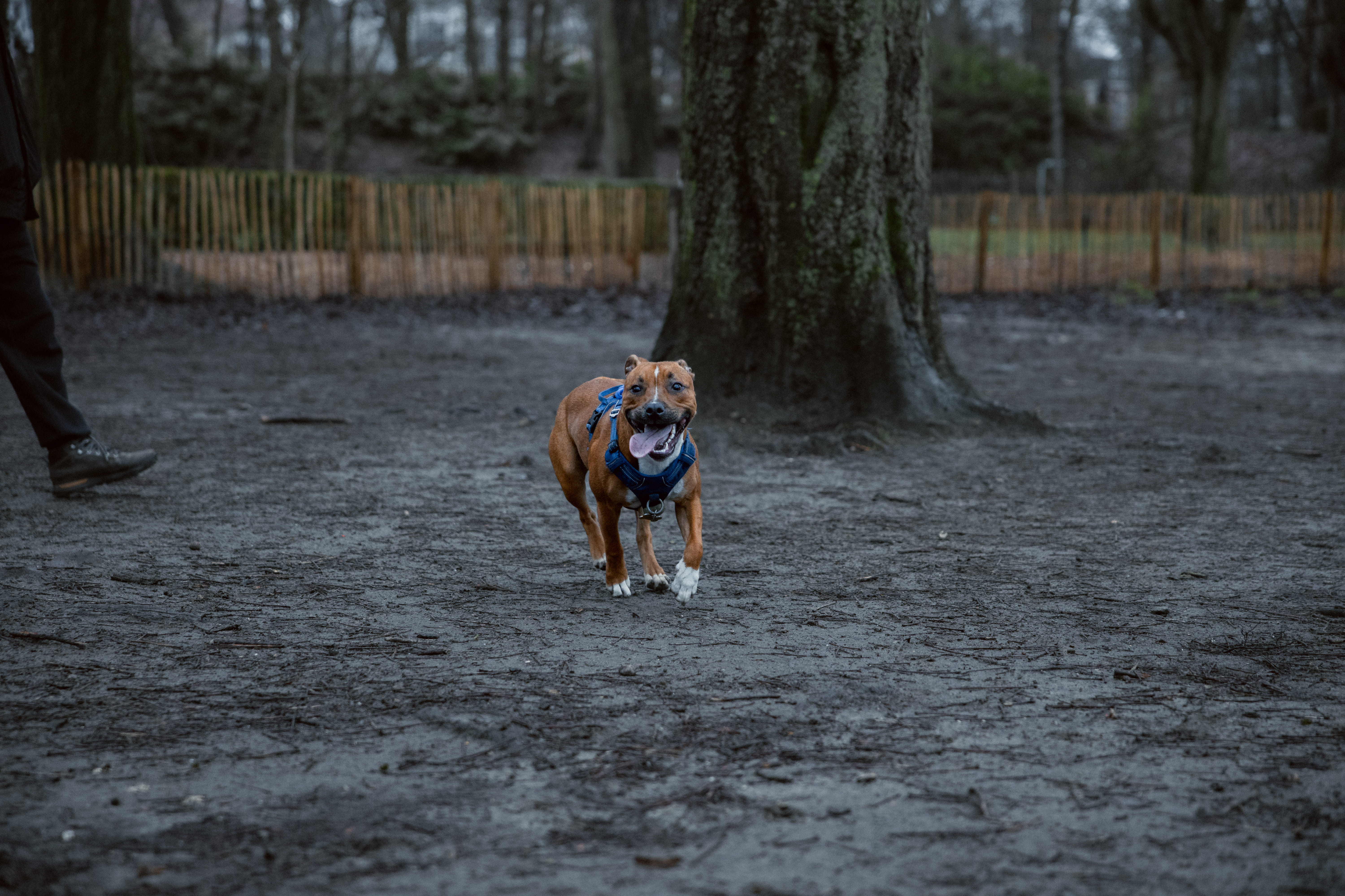 dog